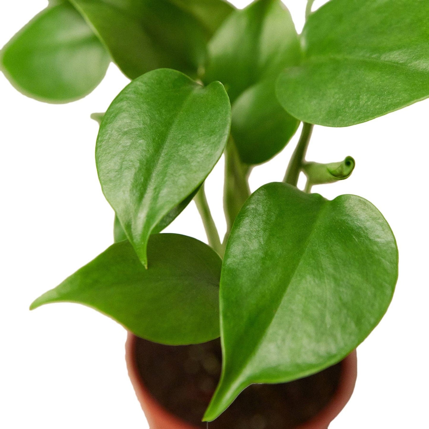 Philodendron Monstera Split-Leaf: Nursery Pot / 6" Pot