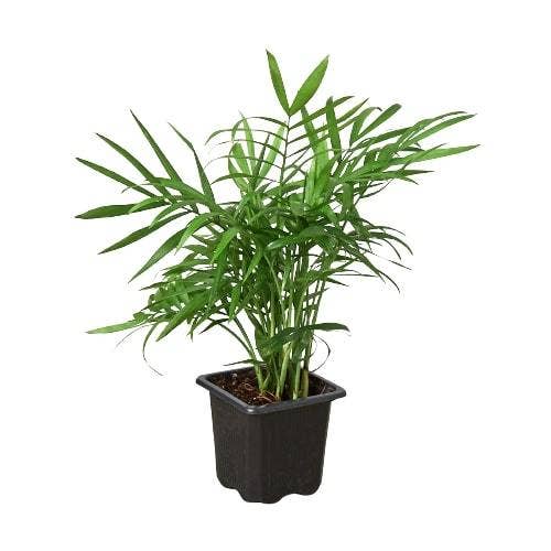 Parlor Palm: Nursery Pot / 6" Pot