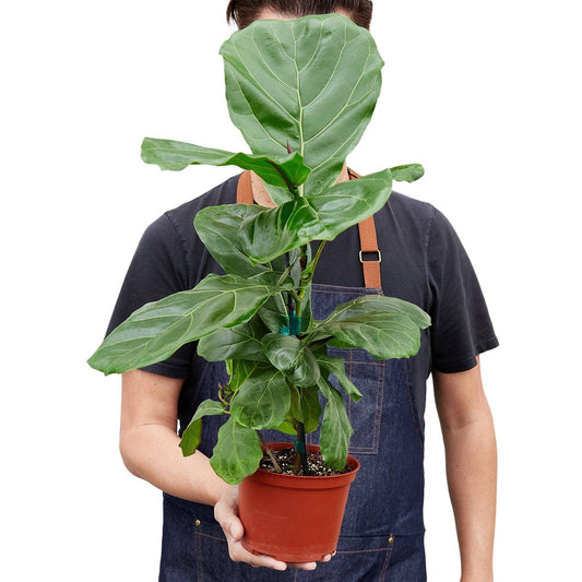 Ficus Lyrata 'Fiddle Leaf Fig': 3 Gallon Pot