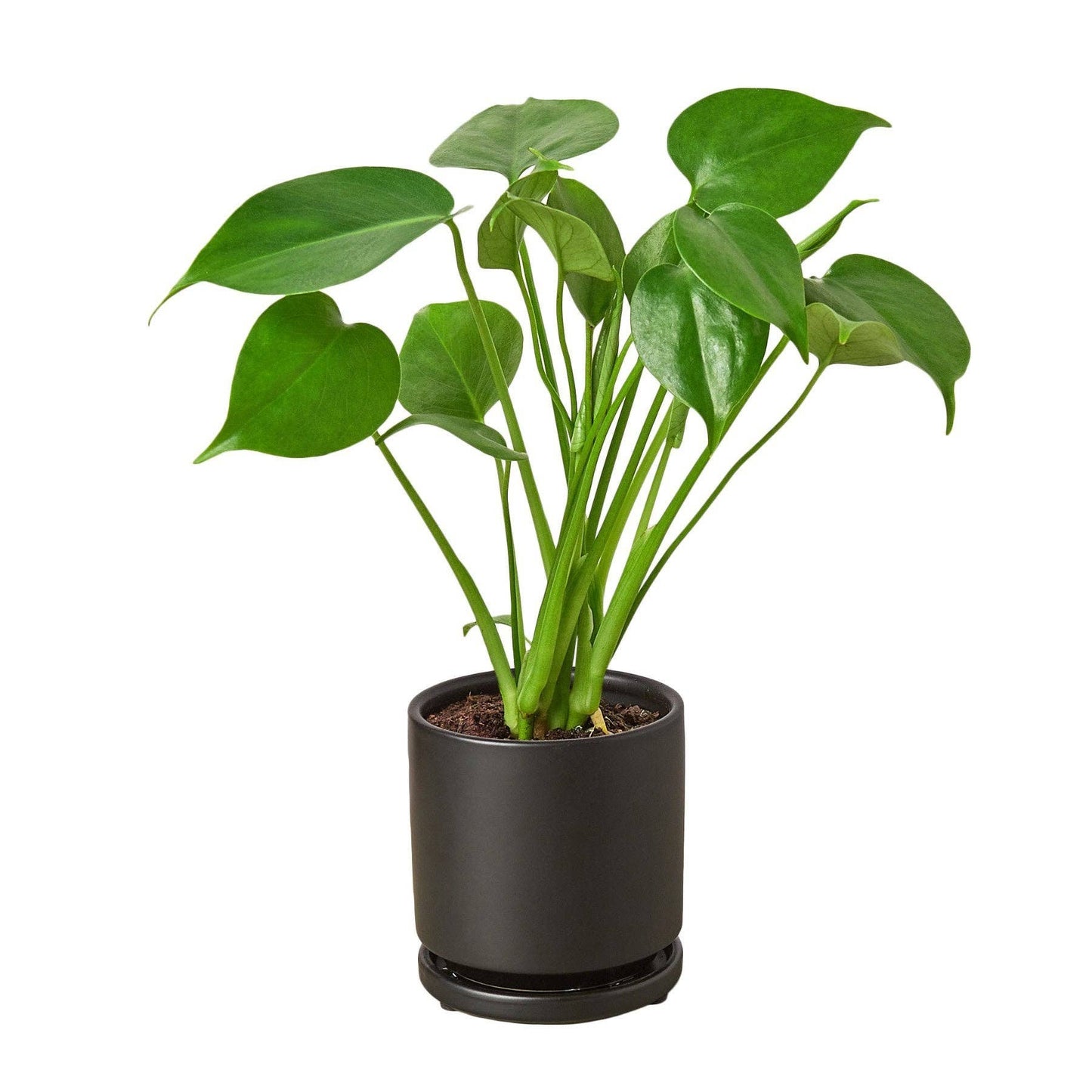 Philodendron Monstera Split-Leaf: Nursery Pot / 6" Pot