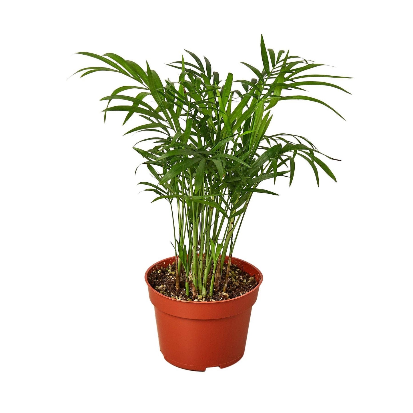 Parlor Palm: Nursery Pot / 6" Pot