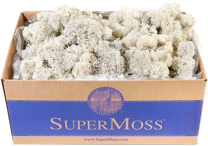 Reindeer Moss Preserved 3lb Bulk Box: Apple