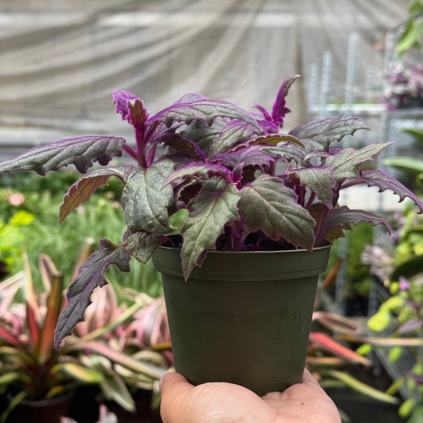 Gynura 'Purple Passion': 4" Pot