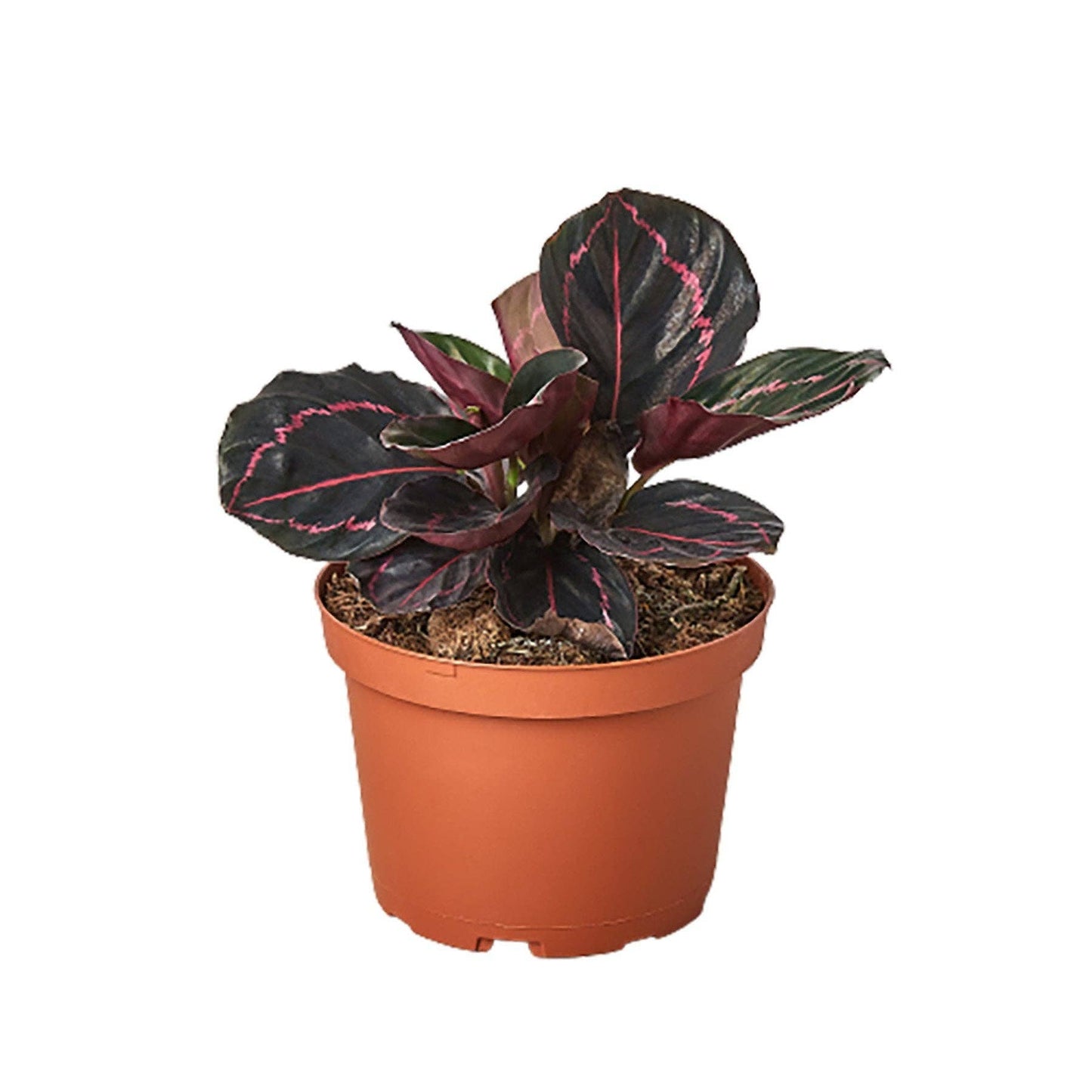 Calathea 'Dottie': 6" Pot