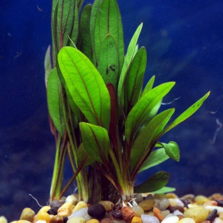 Red Rubin Sword Plant Potted