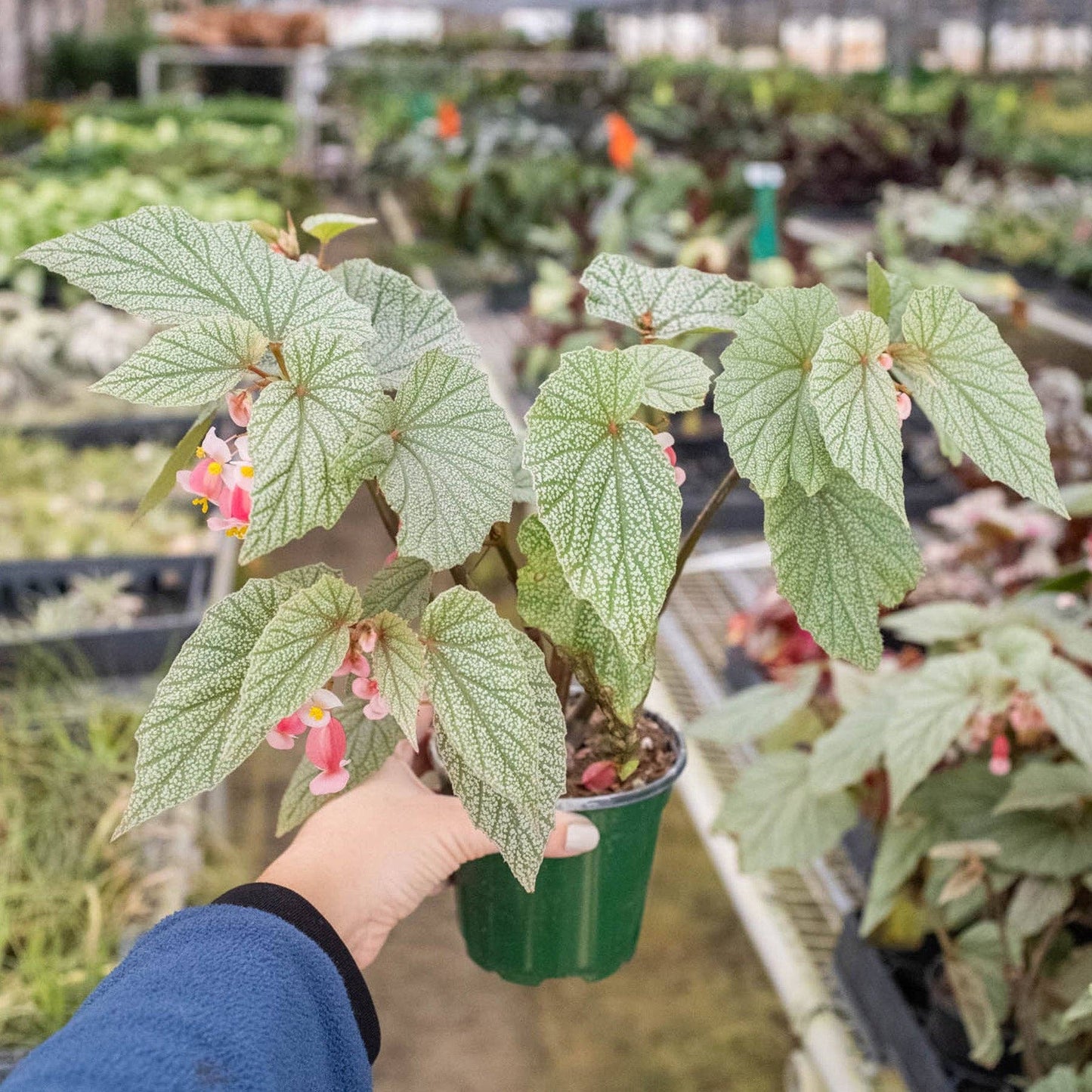 Begonia 'Frosty': 4" Pot