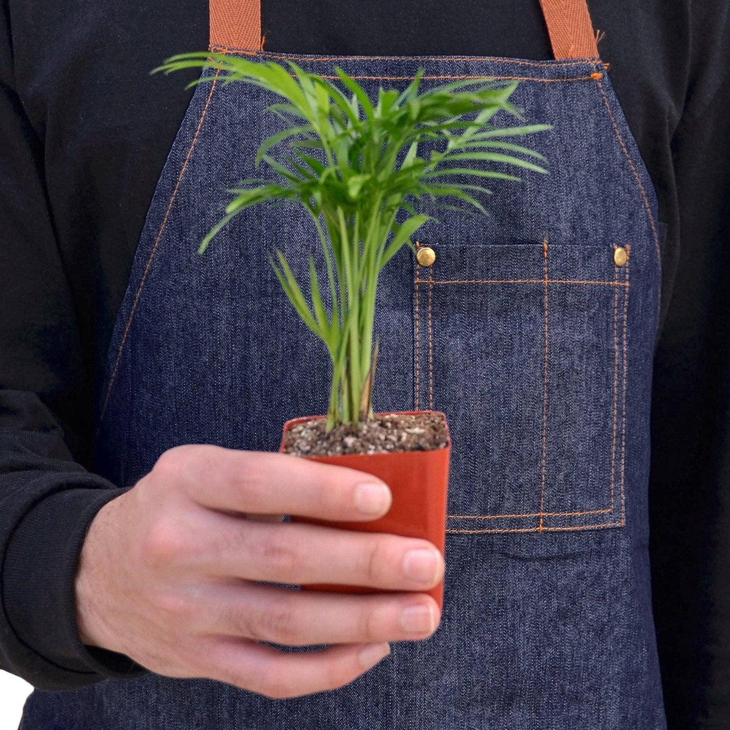 Parlor Palm: Nursery Pot / 6" Pot