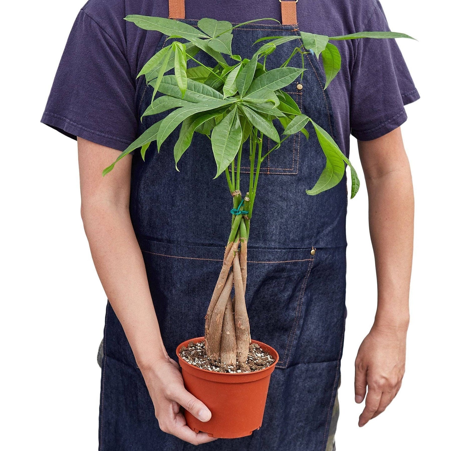 Money Tree 'Guiana Chestnut' Pachira Braid: 4" Pot