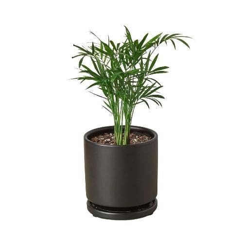 Parlor Palm: Nursery Pot / 6" Pot