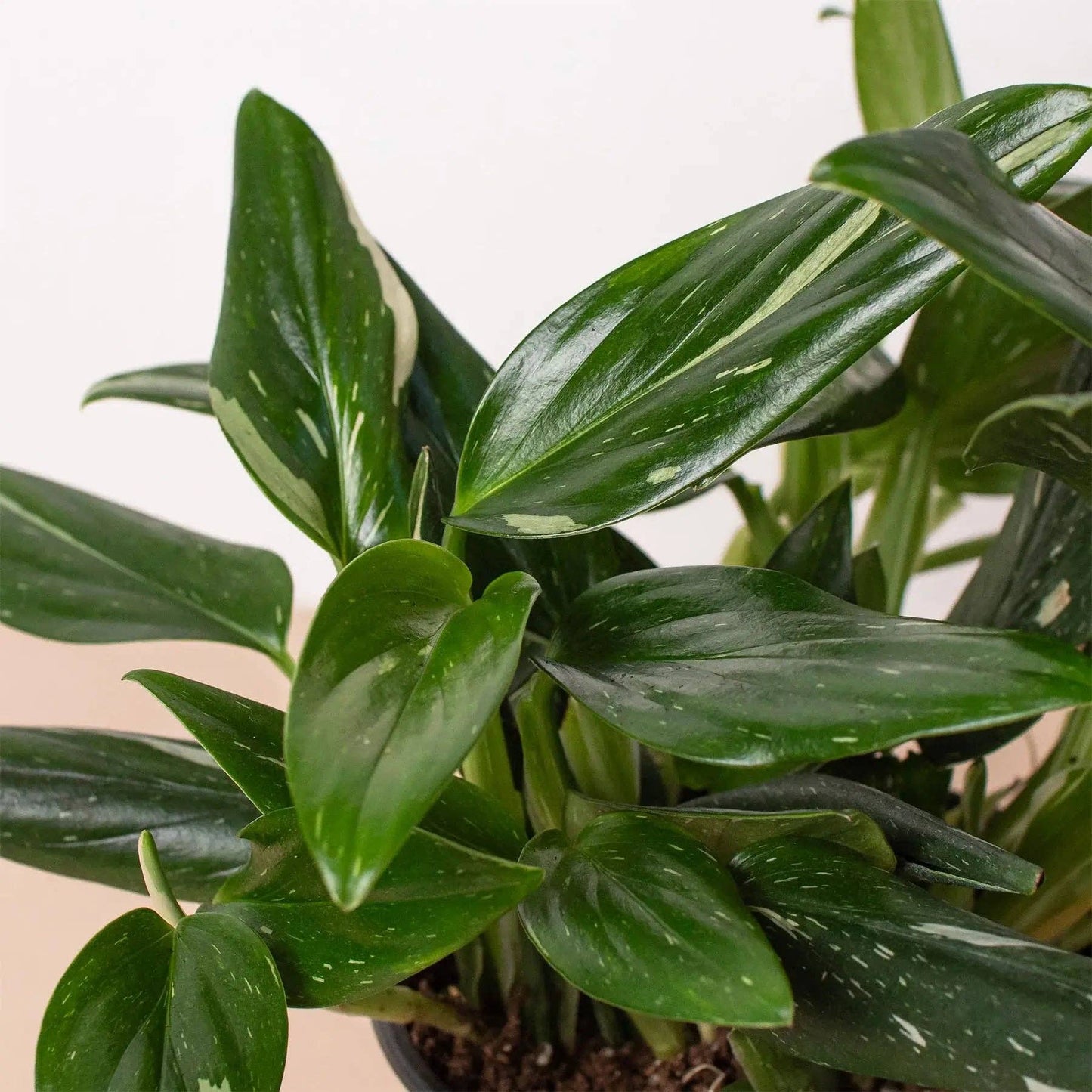 Monstera 'Standeleyana Albo Variegated': 4" Pot