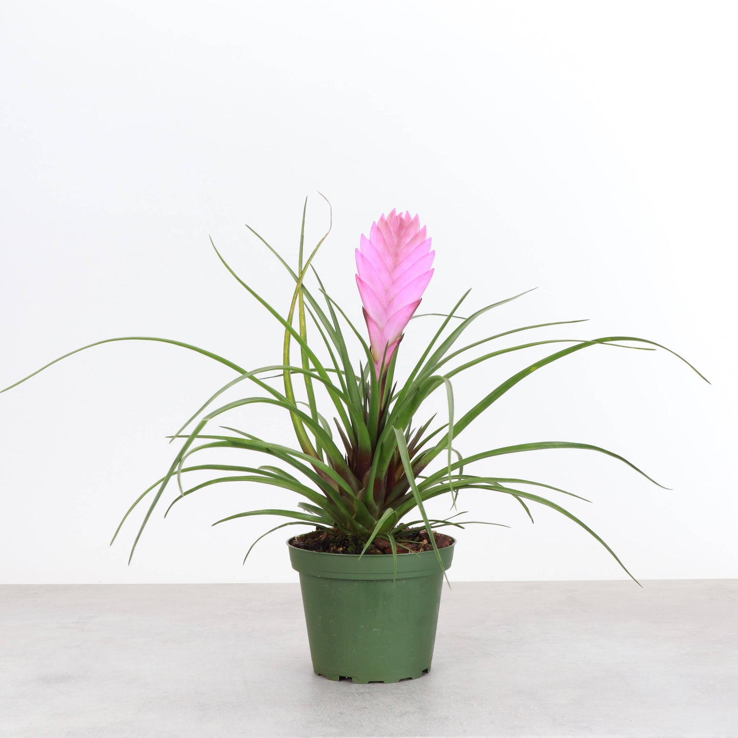 Pink Quill Bromeliad Live Plant