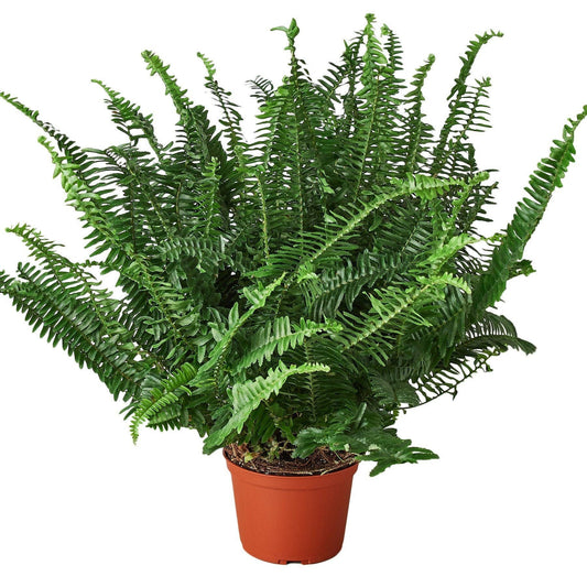Jester's Crown Fern: 6" Pot