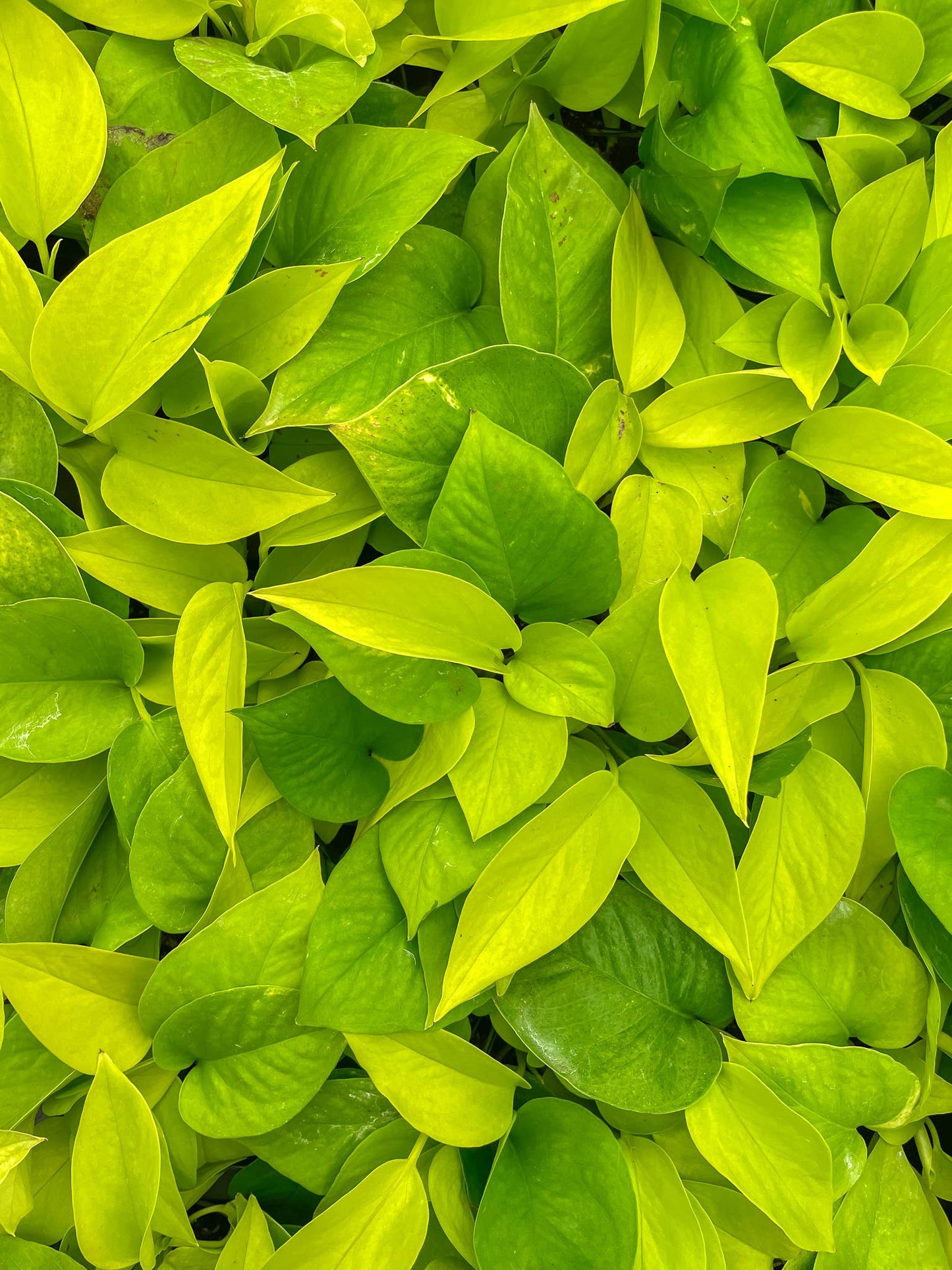 Neon Pothos Live Plant 1 gallon Pot