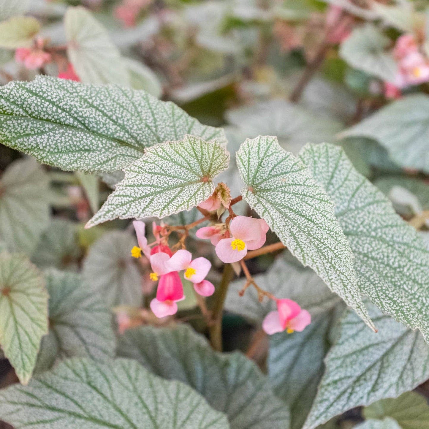 Begonia 'Frosty': 4" Pot