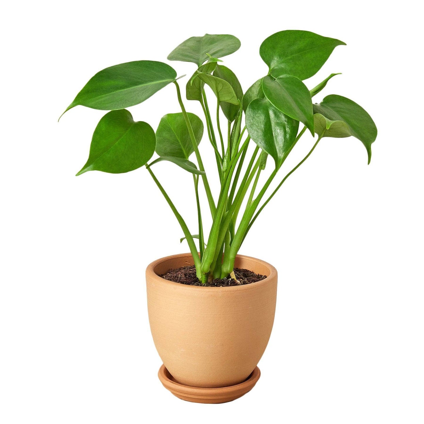 Philodendron Monstera Split-Leaf: Nursery Pot / 6" Pot