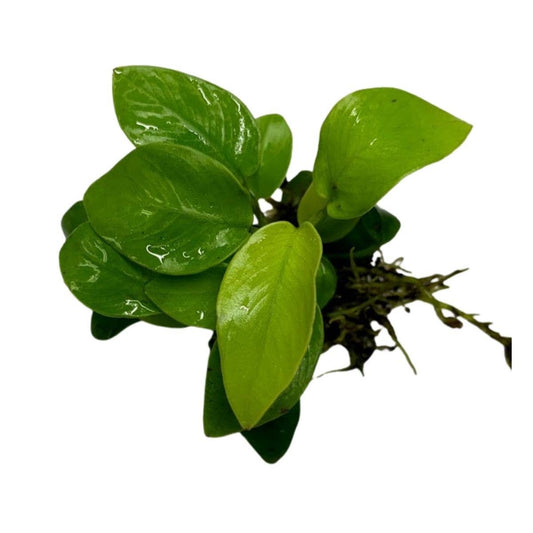 Anubias Nana Golden: Potted