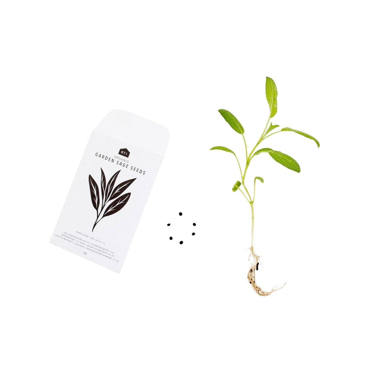 CULINARY HERB II SET - PACK OF 5