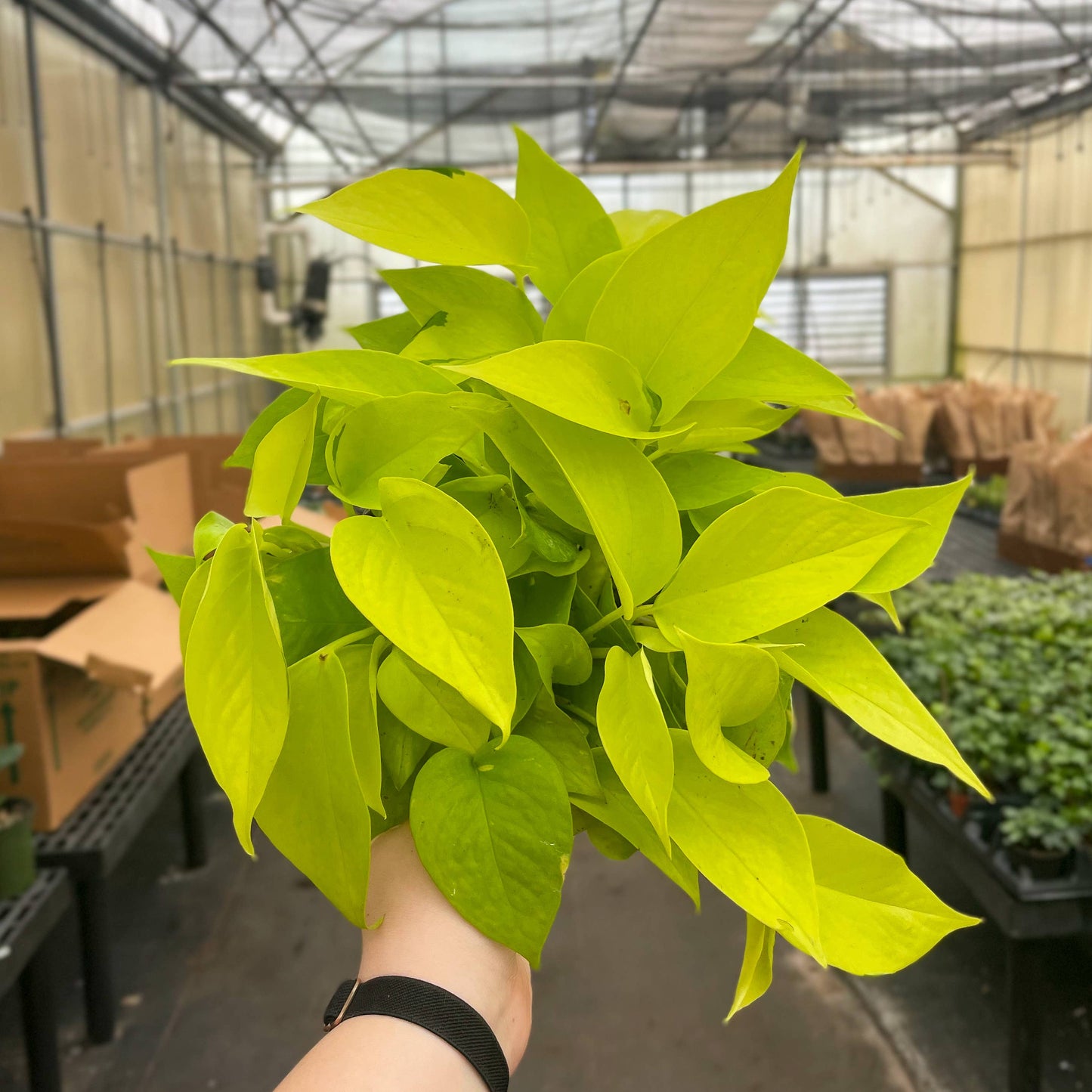Neon Pothos Live Plant 1 gallon Pot