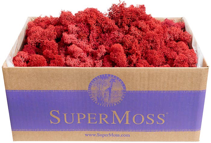 Reindeer Moss Preserved 3lb Bulk Box: Apple
