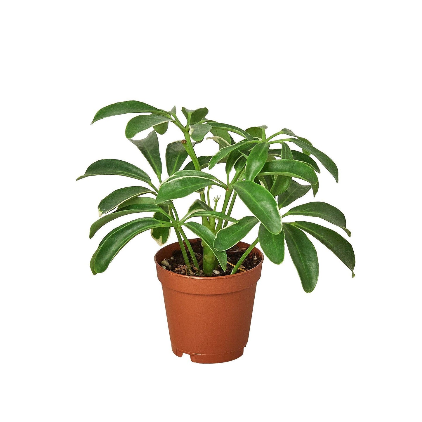 Schefflera Arboricola 'Umbrella': 6" Pot
