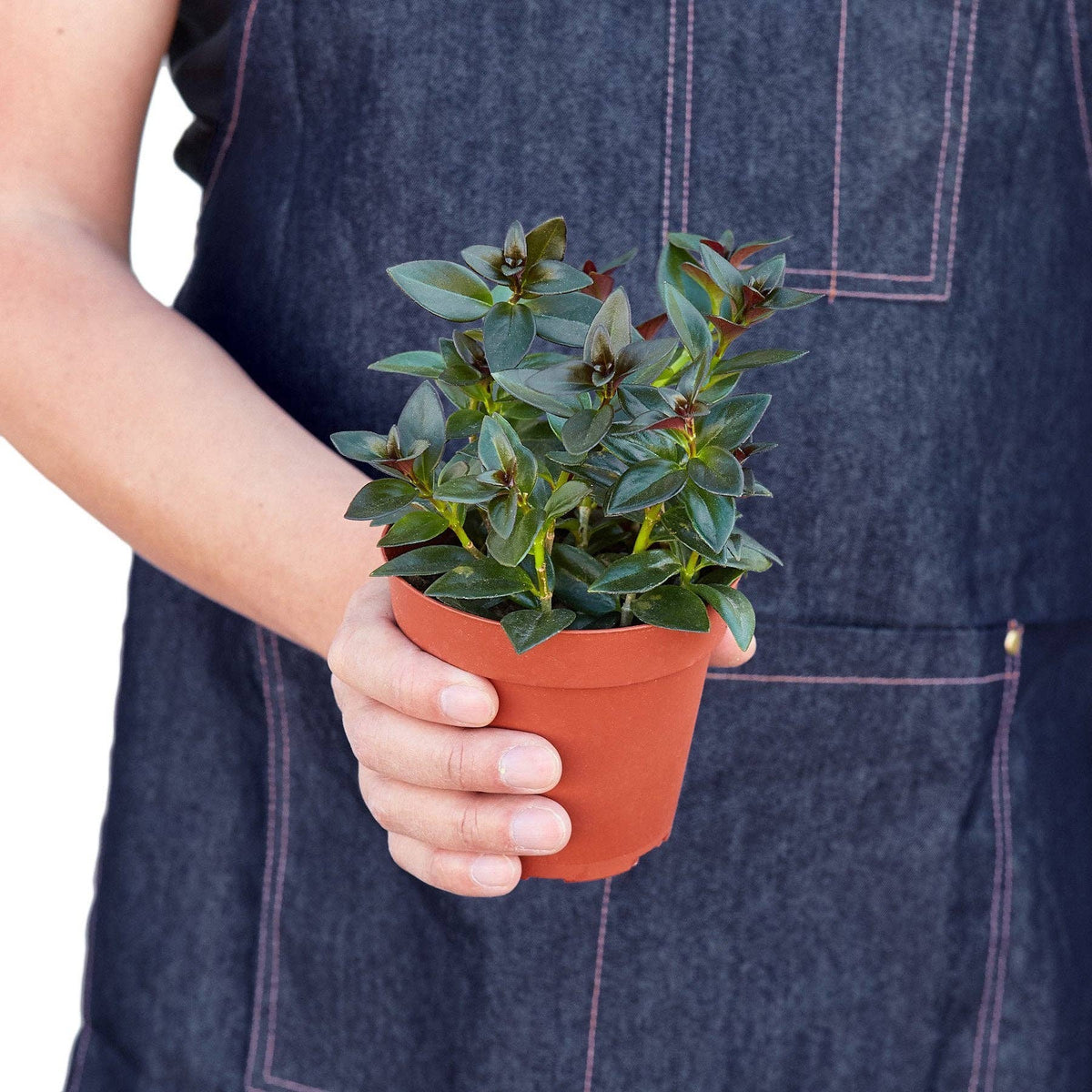 Nematanthus Black Goldfish Plant: 6" Pot