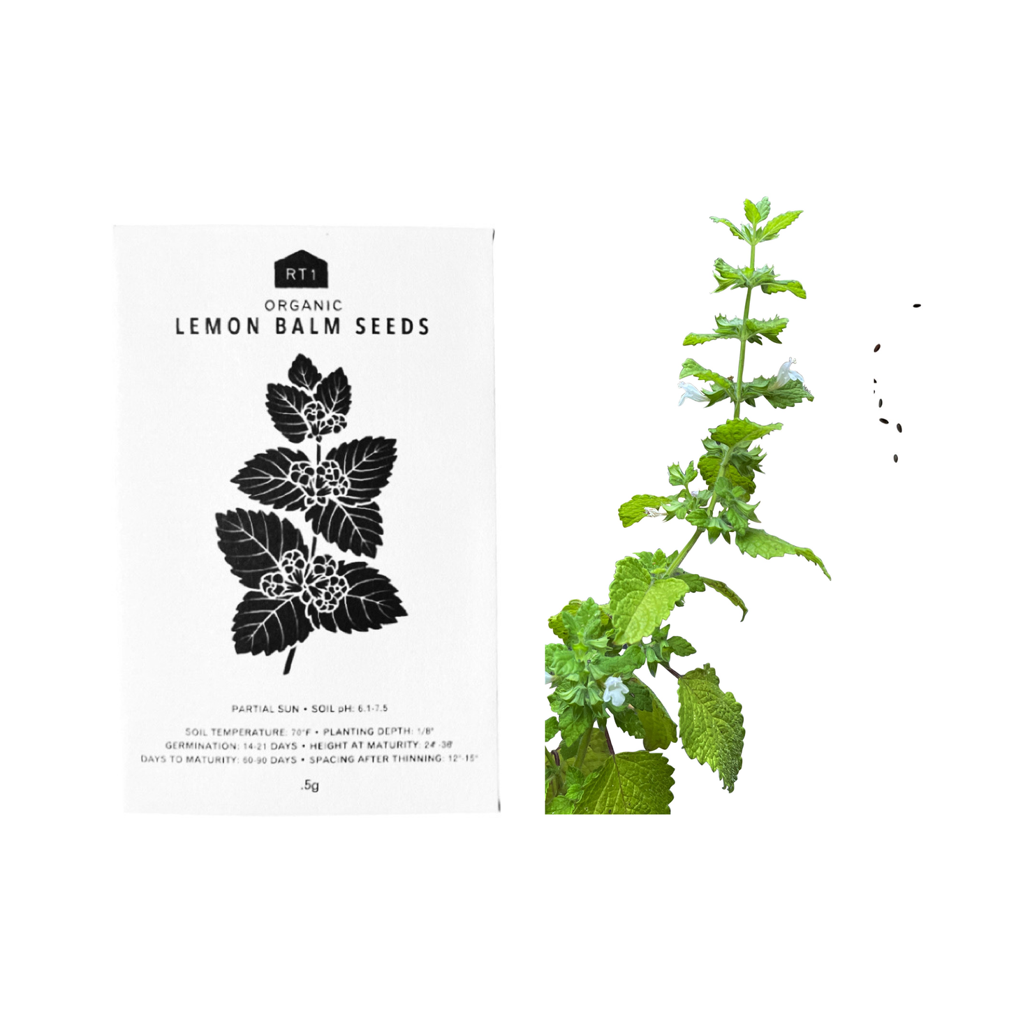 TEA HERB SEEDS - PACK OF 5