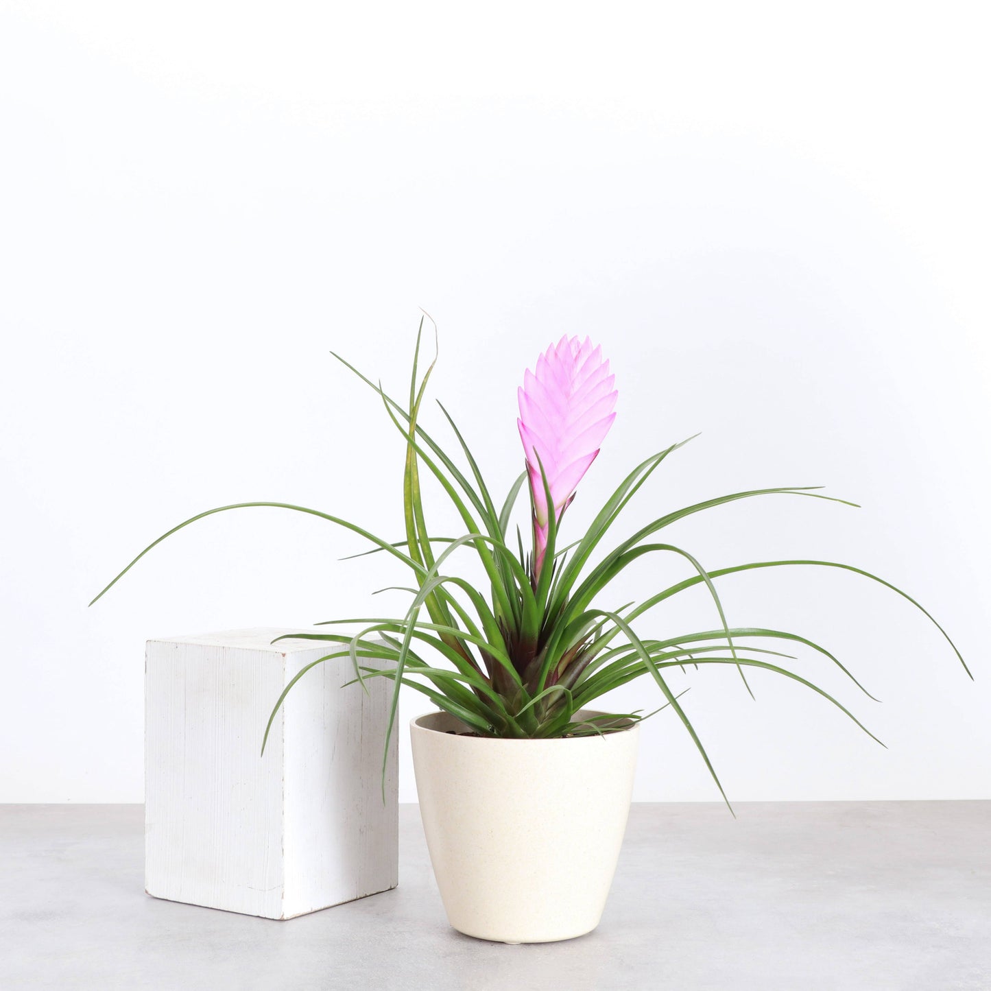 Pink Quill Bromeliad Live Plant