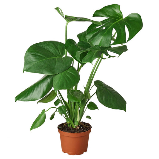 Philodendron Monstera Split-Leaf: Nursery Pot / 6" Pot
