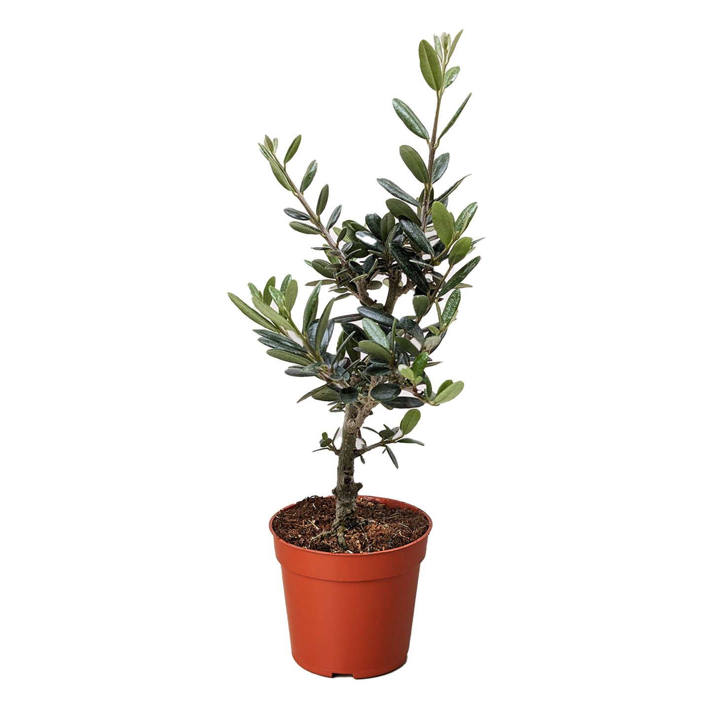 Common Olive Tree (Olea europaea): 6" Pot