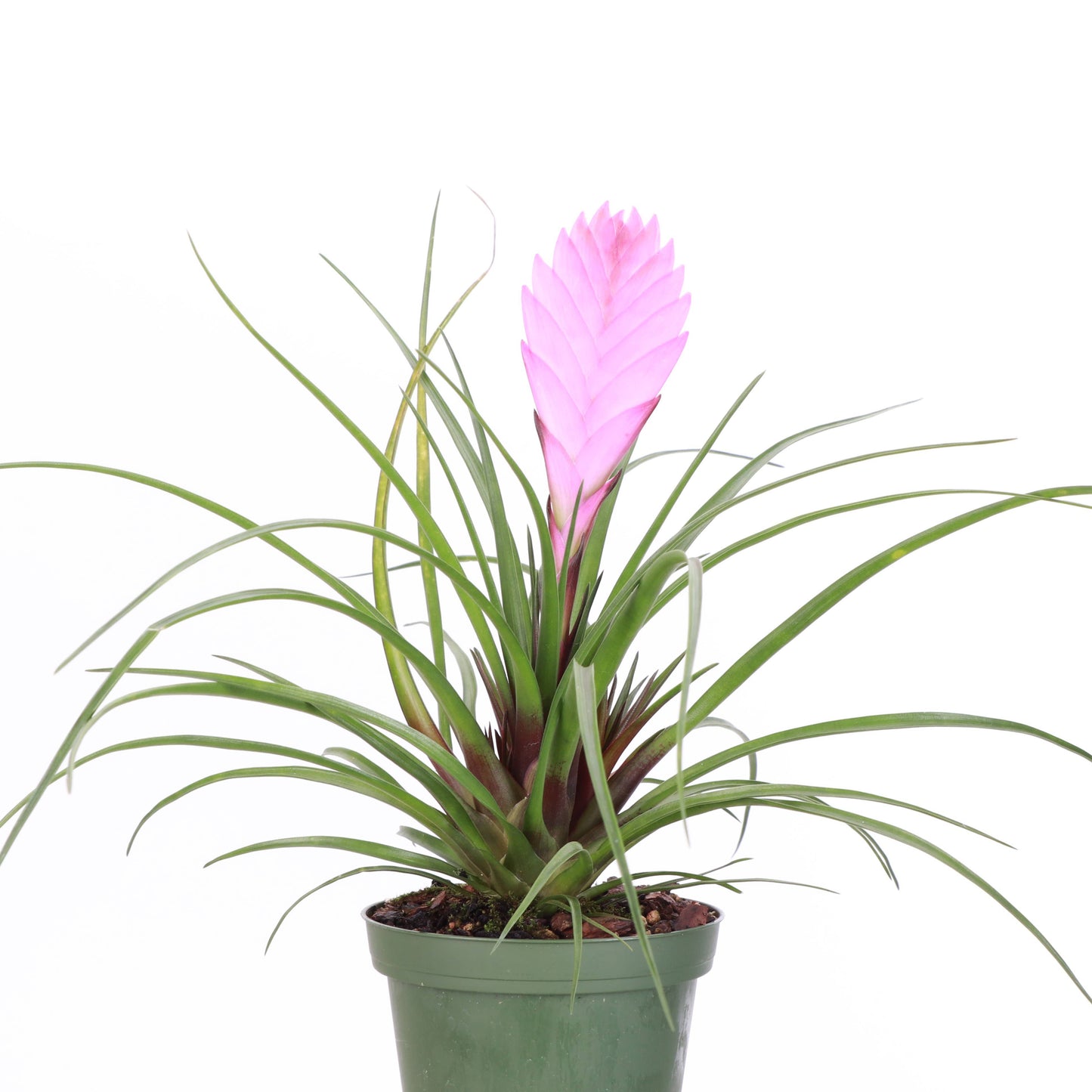 Pink Quill Bromeliad Live Plant
