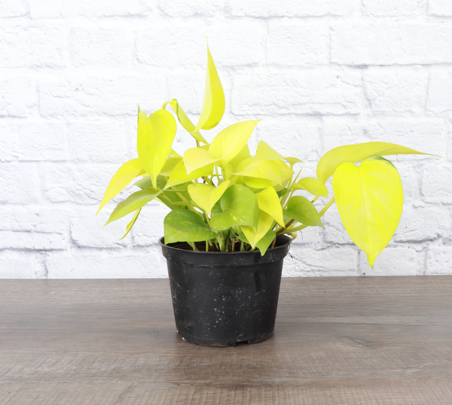 Neon Pothos Live Plant 1 gallon Pot
