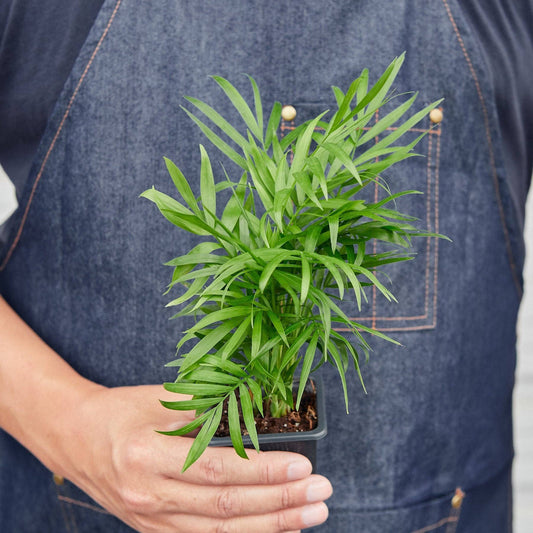 Parlor Palm: Nursery Pot / 6" Pot