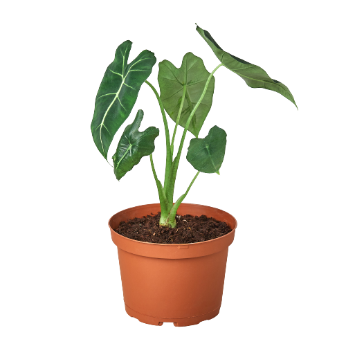 Alocasia Micholitziana 'Frydek': 6" Pot