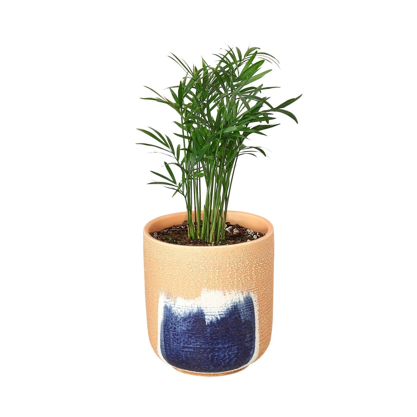 Parlor Palm: Nursery Pot / 6" Pot