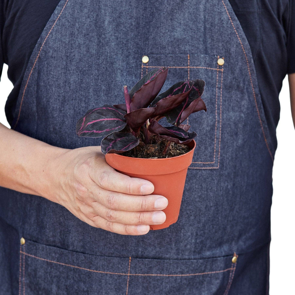 Calathea 'Dottie': 6" Pot