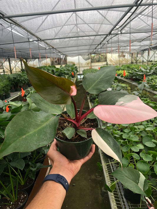 Philodendron 'Pink Princess' - 6" Pot