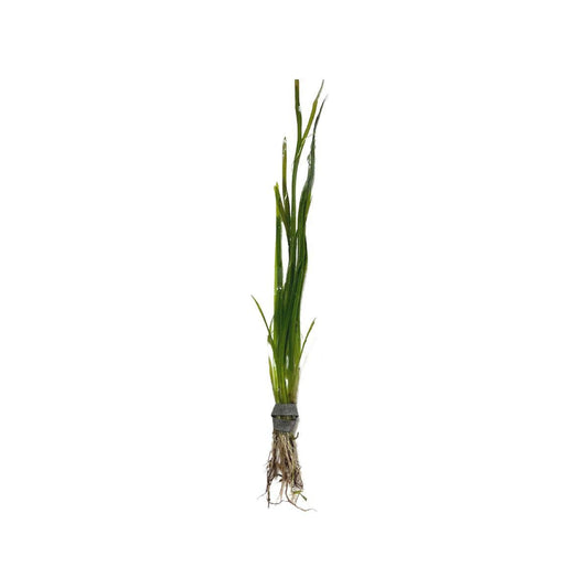 Vallisneria Italian: Bunch