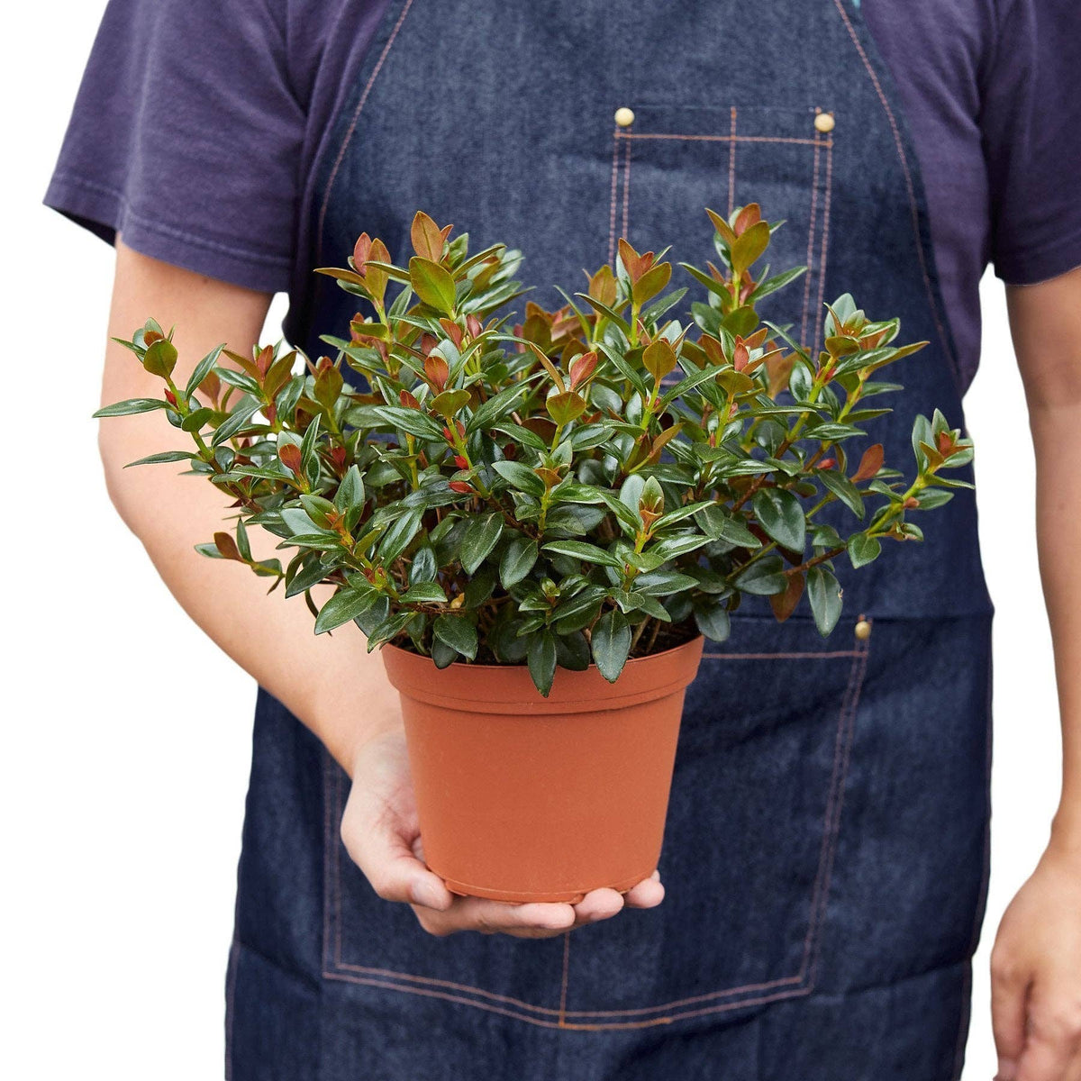 Nematanthus Black Goldfish Plant: 6" Pot
