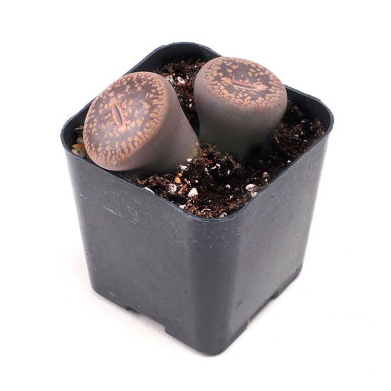 Rare & Unique 2" Potted Succulent