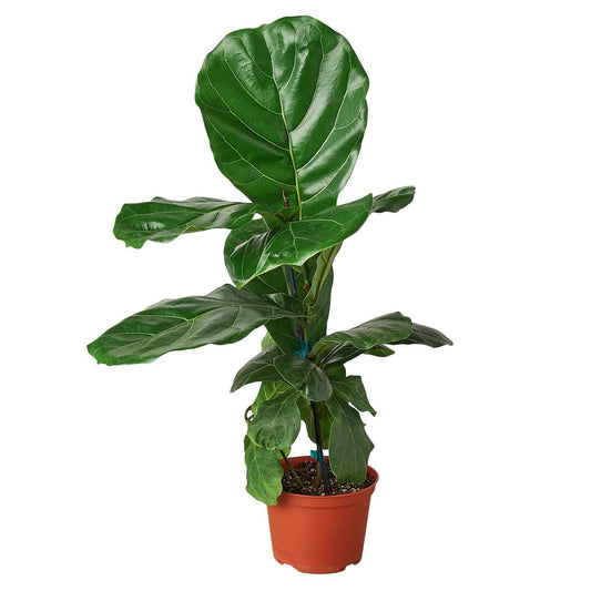 Ficus Lyrata 'Fiddle Leaf Fig': 3 Gallon Pot