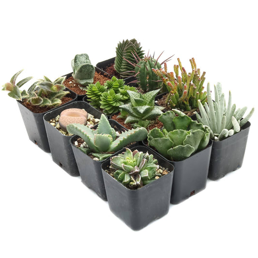 Rare & Unique 2" Potted Succulent