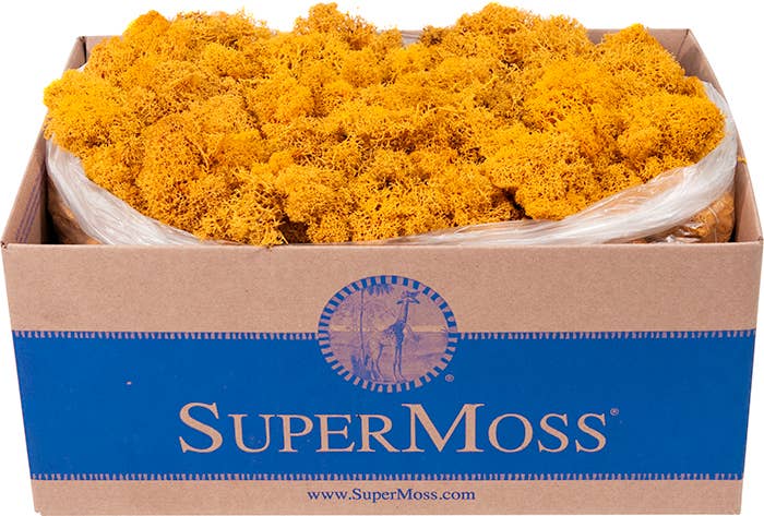 Reindeer Moss Preserved 3lb Bulk Box: Apple