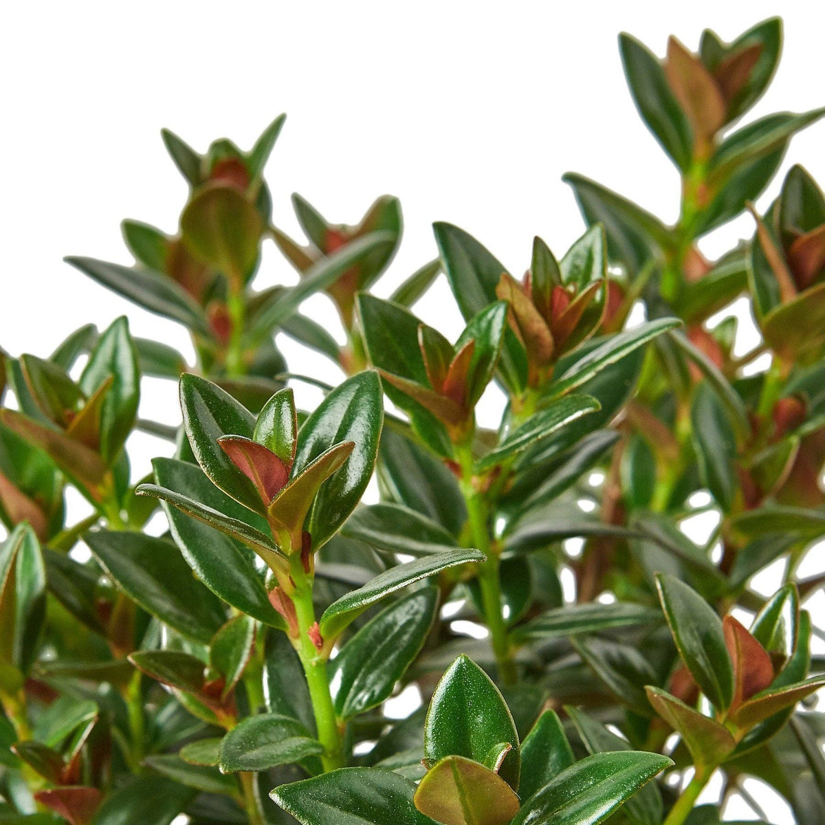 Nematanthus Black Goldfish Plant: 6" Pot