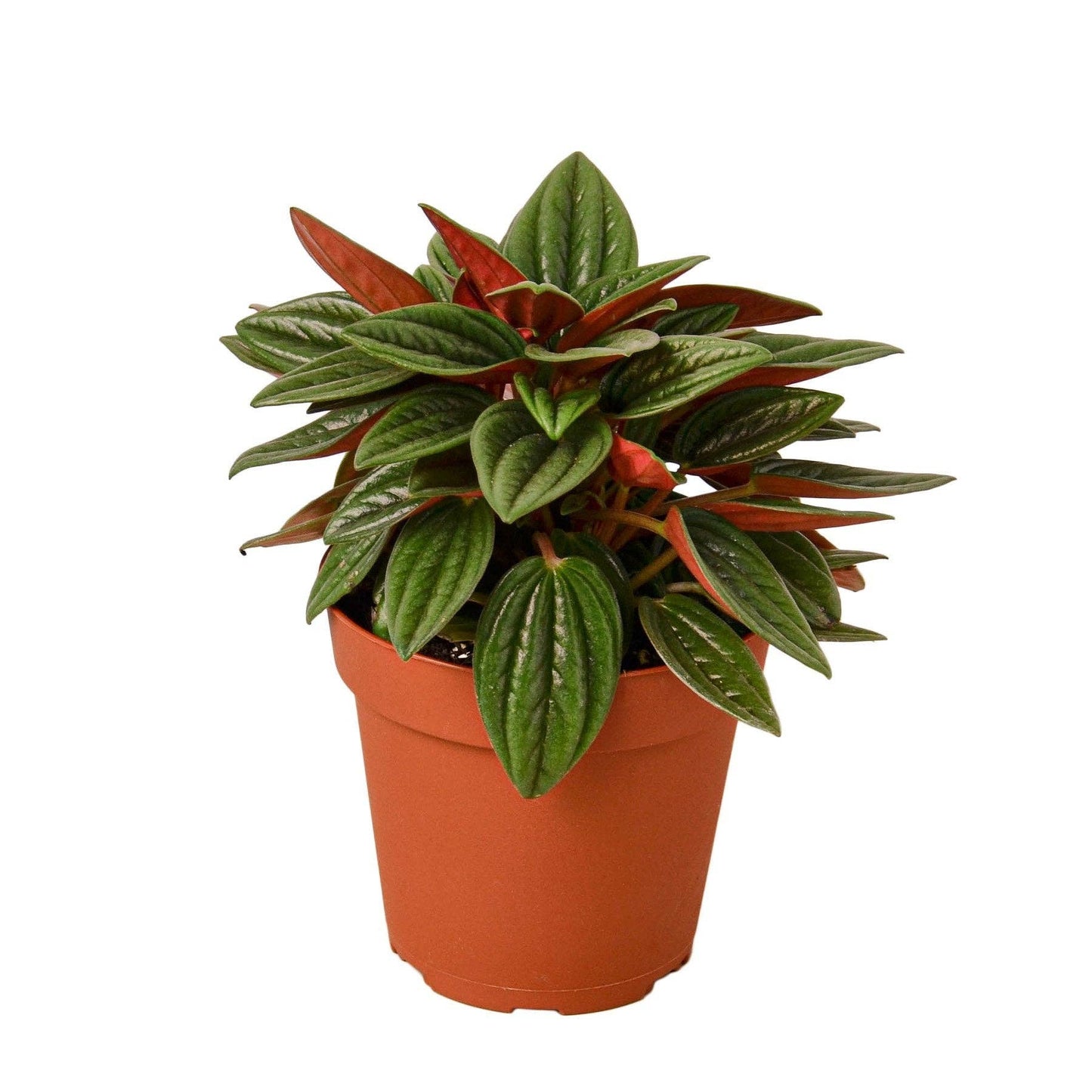 Peperomia Rosso Live Plant - Peperomia caperata 'Rosso': 4" Pot