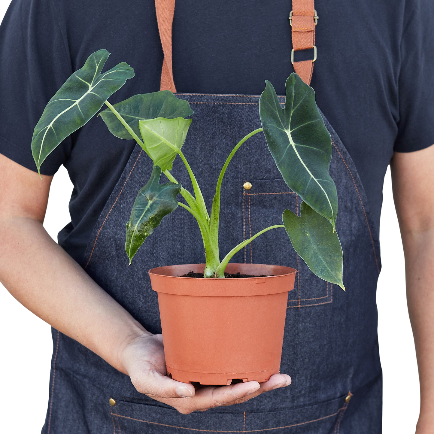 Alocasia Micholitziana 'Frydek': 6" Pot