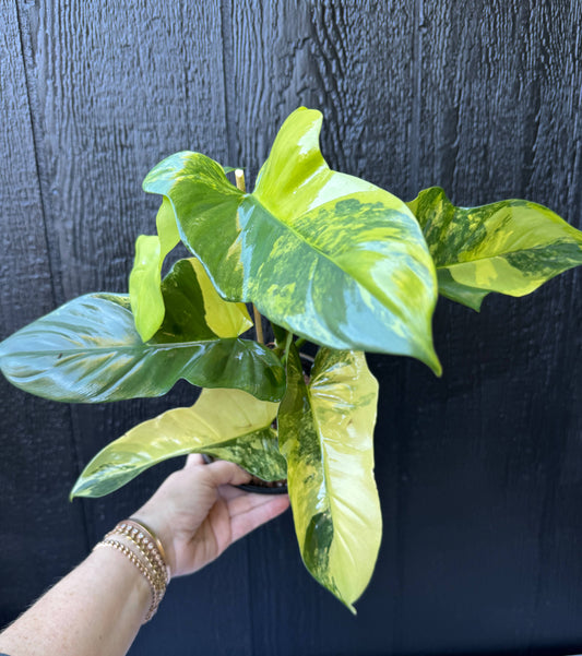 Variegated Golden Violin Philodendron Live Plant