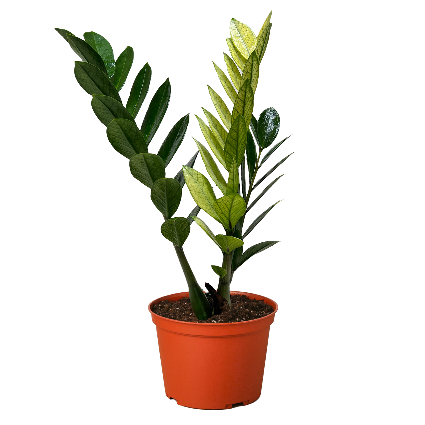 Zamioculcas 'Chameleon': 6' Pot