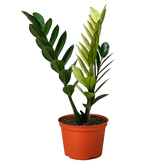 Zamioculcas 'Chameleon': 6' Pot