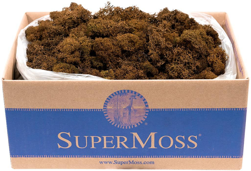 Reindeer Moss Preserved 3lb Bulk Box: Apple