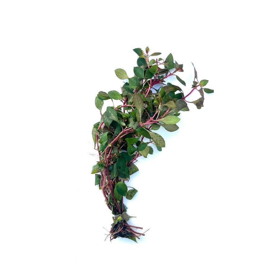 Ludwigia sp. Super Red: Bunch